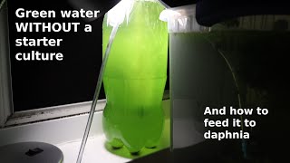 Green Water WITHOUT a Starter Culture  From Scratch  How To [upl. by Tireb]