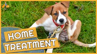 Dog Skin Allergy Home Remedies  Cure their Itch [upl. by Annaet]