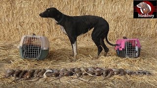 Trained Mink and Dog Catch 25 rats [upl. by Bobette]