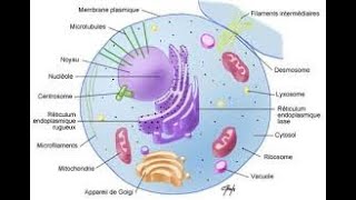 Introduction à la cytologie [upl. by Drarehs]