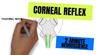 2Minute Neuroscience Corneal Reflex [upl. by Sifan]