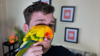 OWNING A SUN CONURE PROS amp CONS [upl. by Essiralc230]