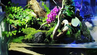 Orchid Aquascape 🌸 [upl. by Elleivad]