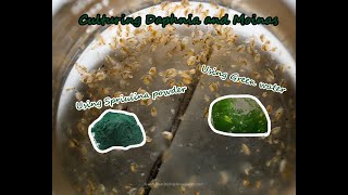 How To Culture Daphnia and Moinas using Green Water Spirulina powder [upl. by Litch]