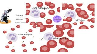 Comprendre les analyses sanguines [upl. by Nedloh287]