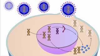 The Viral Life Cycle [upl. by Rheingold]