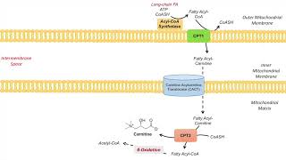 Carnitine Shuttle  Purpose and Mechanism [upl. by Lamarre598]