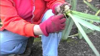 Garden Care Replanting Iris [upl. by Solis917]