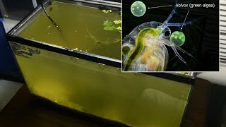 Raising Daphnia for the Freshwater Aquarium [upl. by Nessie23]