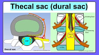 thecal sac [upl. by Kazim]