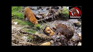 My CRAZY mink Washushe VS a MEAN muskrat [upl. by Solberg]