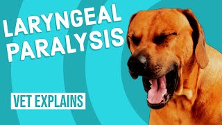 Laryngeal Paralysis in Dogs [upl. by Nani39]