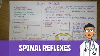 SPINAL REFLEXES physiology [upl. by Davin]