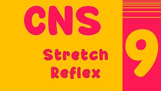 Lecture 9  Stretch reflex [upl. by Roi]