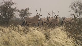 Kalahari Gemsbok National Park birding safari [upl. by Bradstreet37]