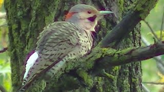 Stunning Birding and Wild Birds  Singing  Feeding Identification amp More [upl. by Ermina]