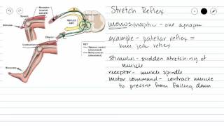 Monosynaptic Reflex [upl. by Apul]