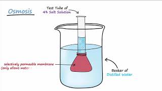 Diffusion amp Osmosis [upl. by Aiuqal881]