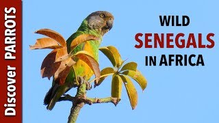 Senegal Parrots  Wild in The Gambia  Discover PARROTS [upl. by Tamsky]