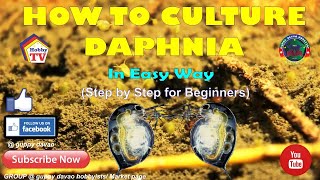 HOW TO CULTURE DAPHNIA In Easy Way [upl. by Alrak473]