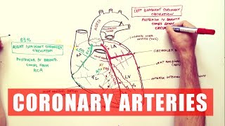 Coronary Arteries  Anatomy Tutorial [upl. by Ardme]