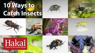 10 Ways to Catch Insects [upl. by Tigdirb]