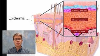 Integumentary System [upl. by Perkin]