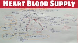 Heart Blood Supply 1  Right Coronary Artery  TCML  Dr Pawan nagar [upl. by Gresham]