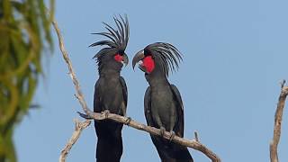 Australian Birds BIRDING CAPE YORK by Alana and Greg Dare [upl. by Eseyt143]